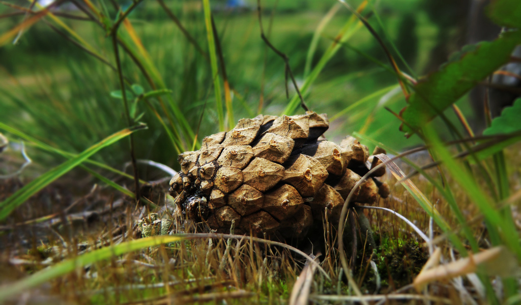 Упавшая шишка