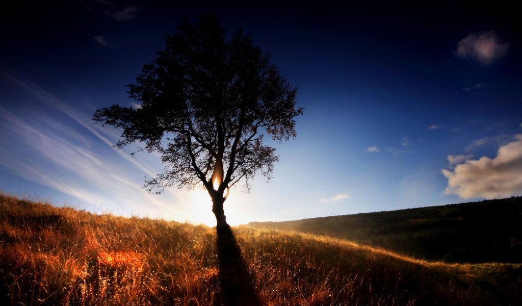 Одинокое дерево