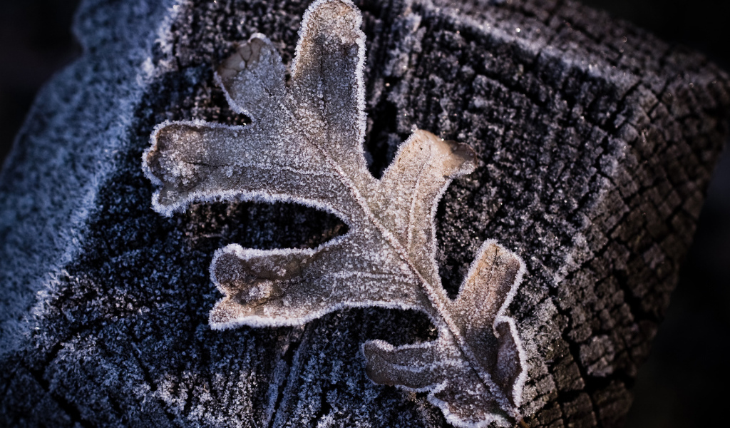 Утренний иней, макро