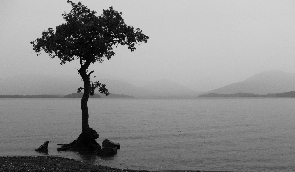 Одно дерево