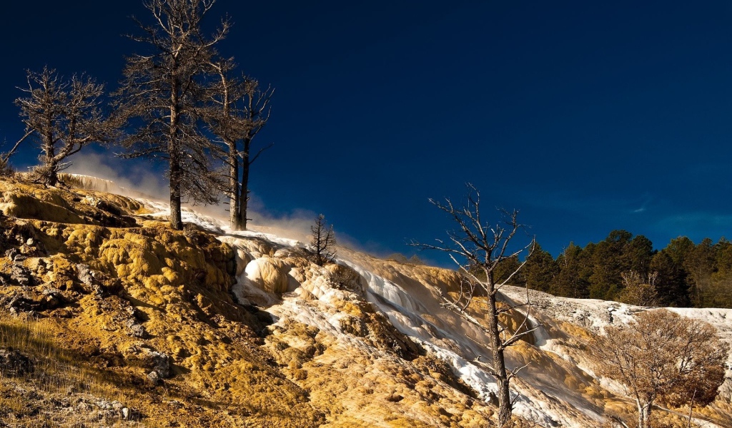Сосны на возвышености
