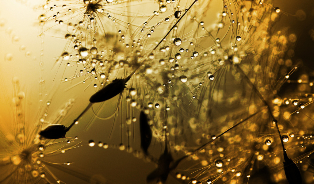 Бусинки дождя