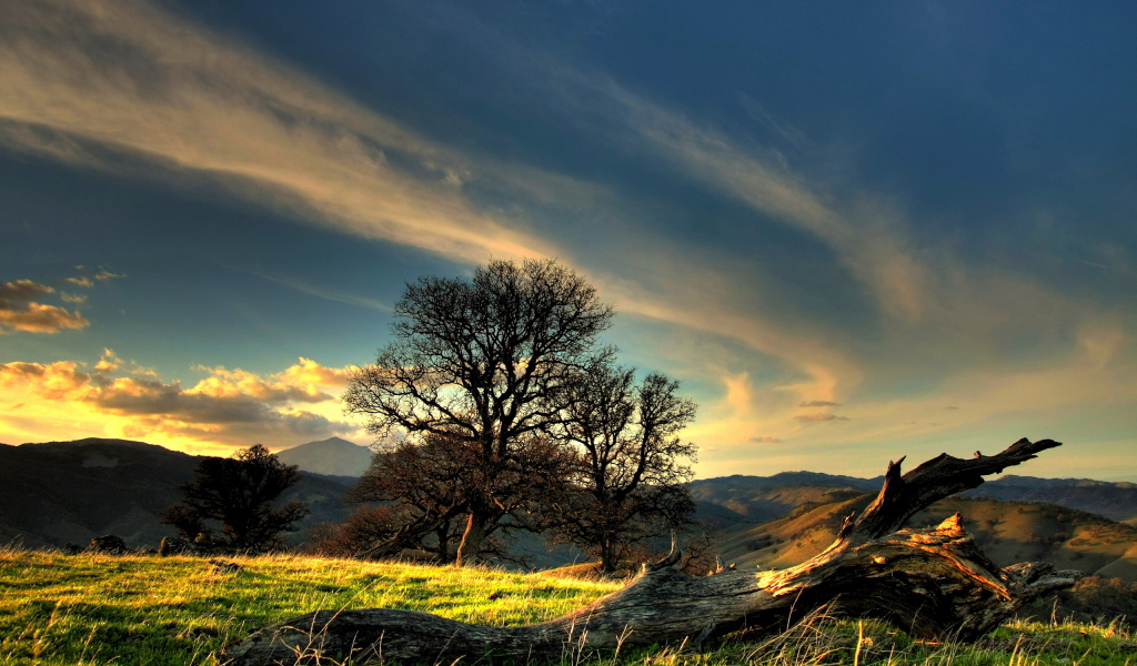 Коряга на холме