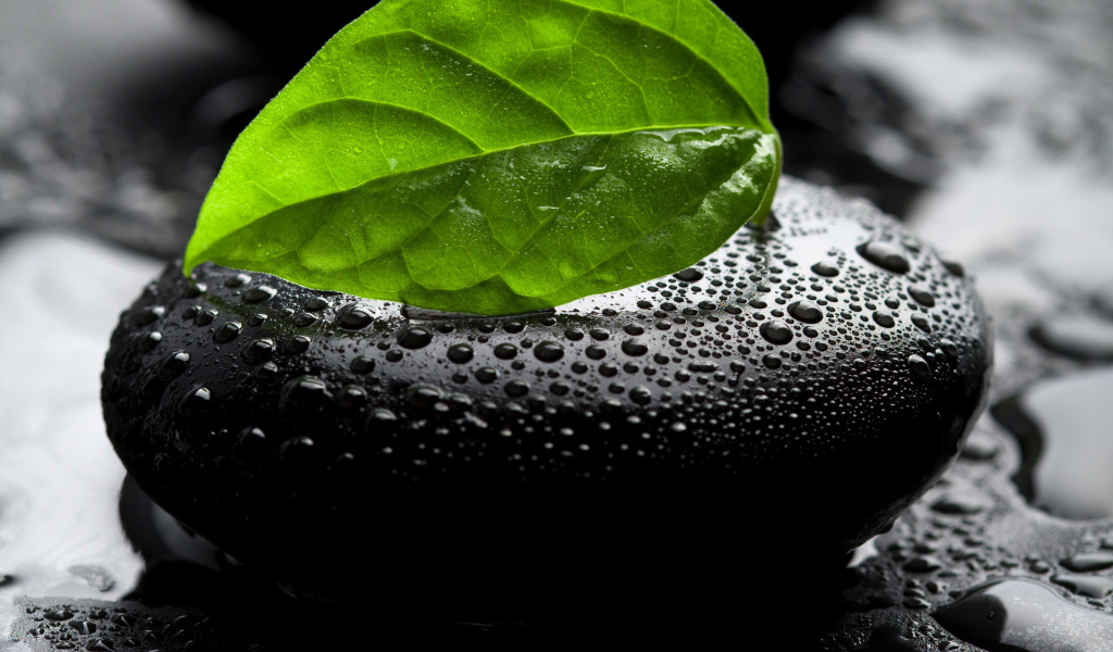 Камень и листок