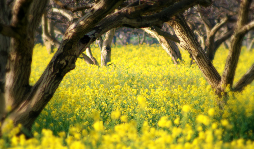 Летний сад в цветах