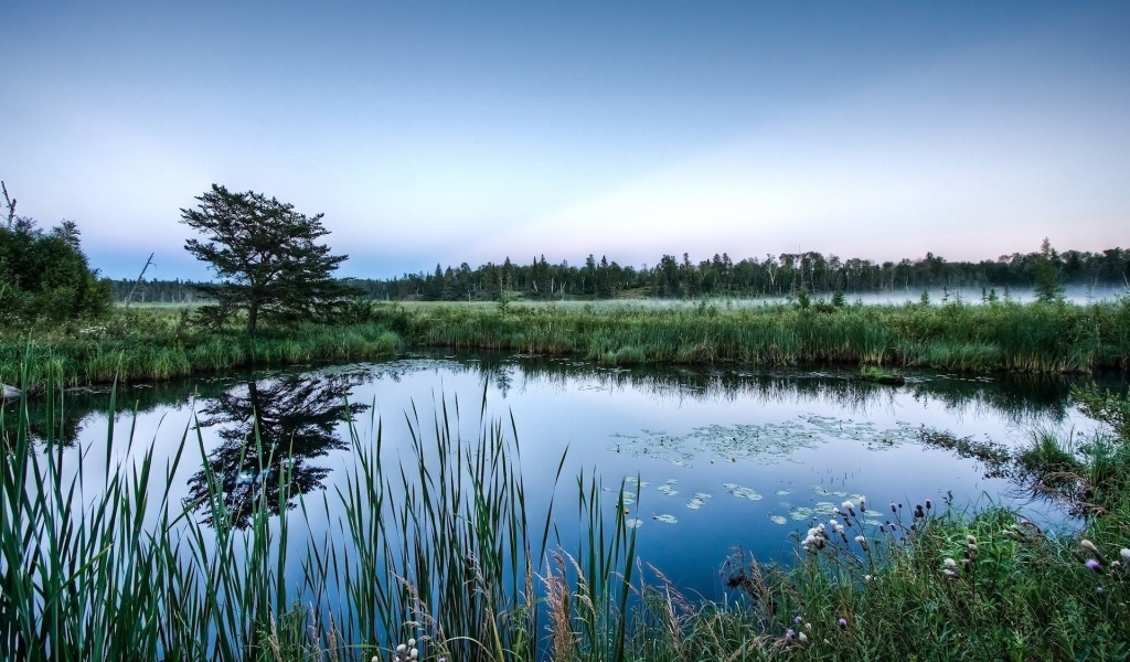 Болотистые места