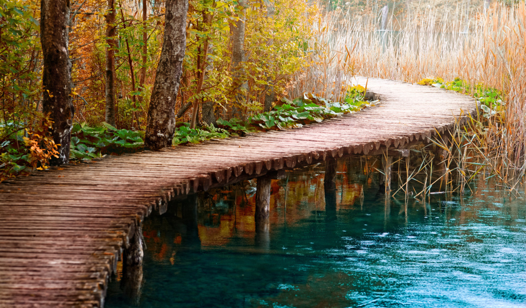 Мост в камышах