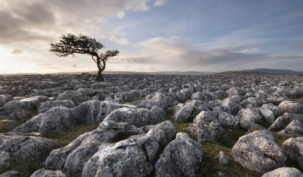 Дерево среди камней