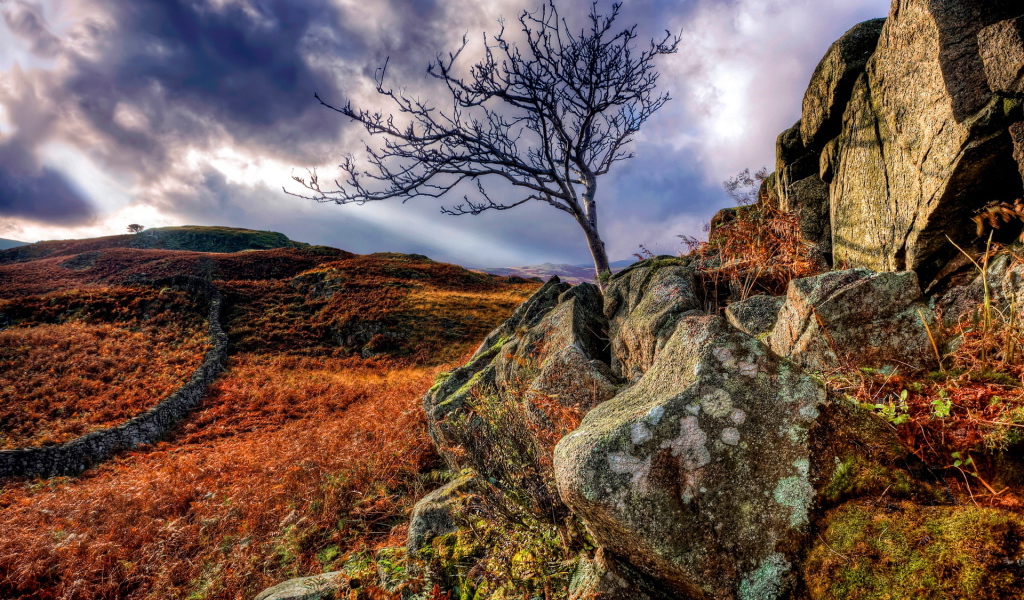 Дерево в камнях