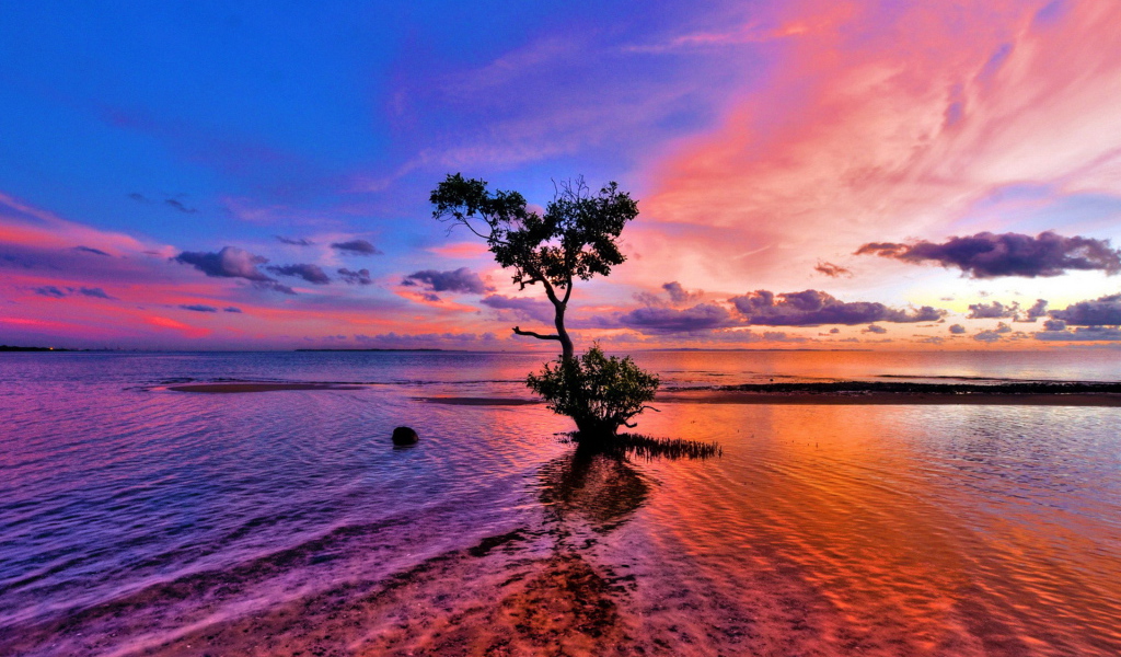 Дерево на мелководье