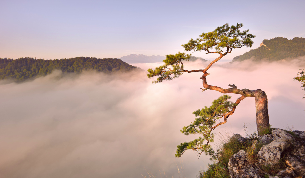 Дерево на обрыве