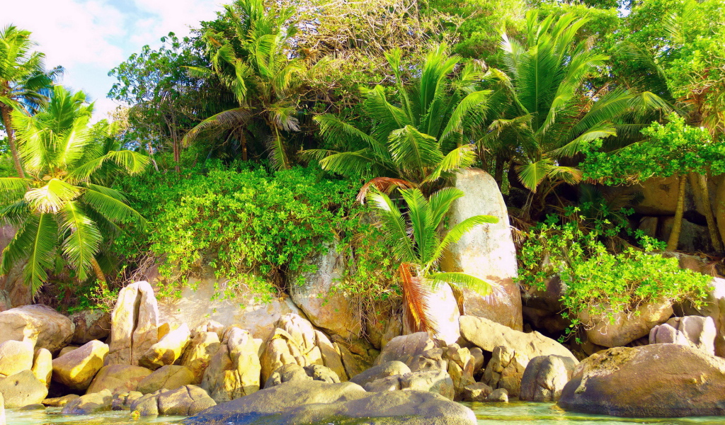 Природа тропиков