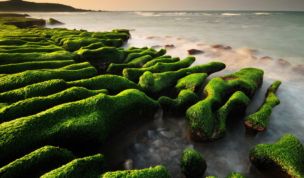 Водопосли на камнях