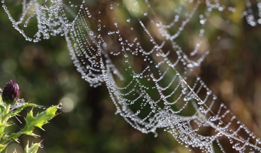Водяные бусы