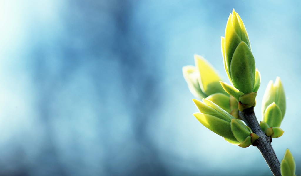 Ветка с листочками