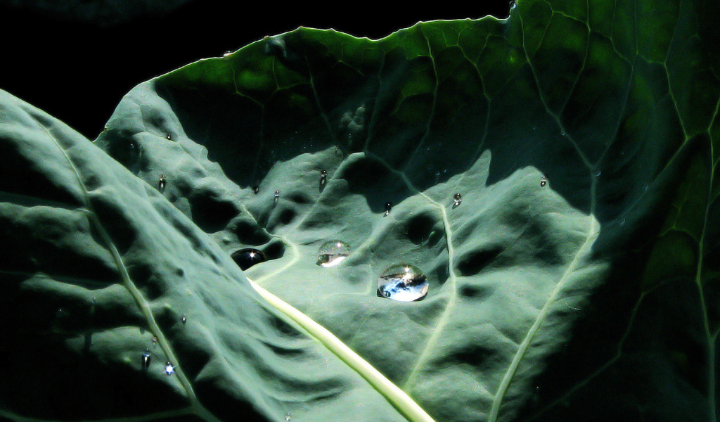 Капустный лист