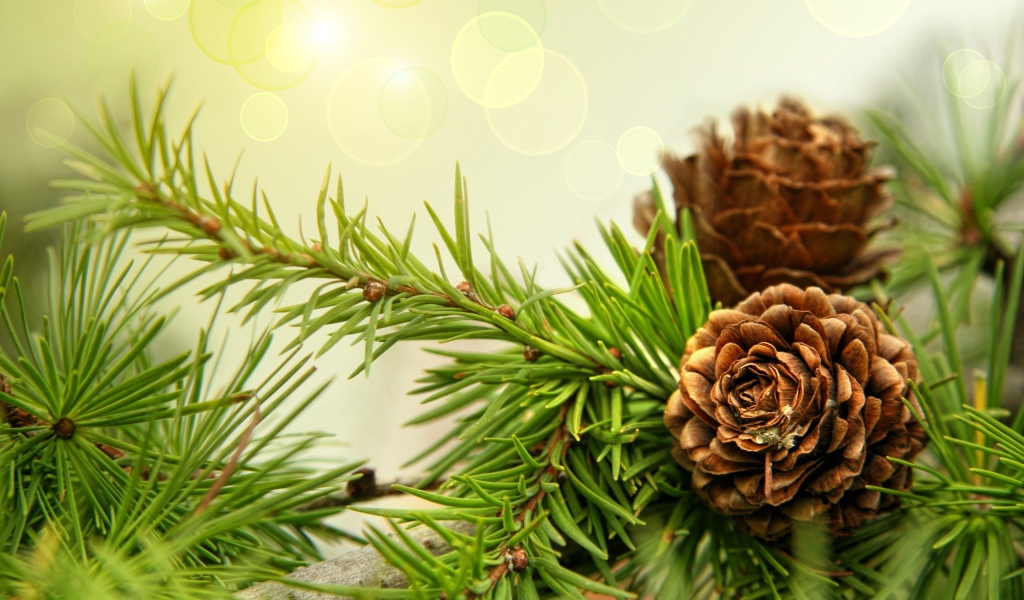 Шишки на ветках