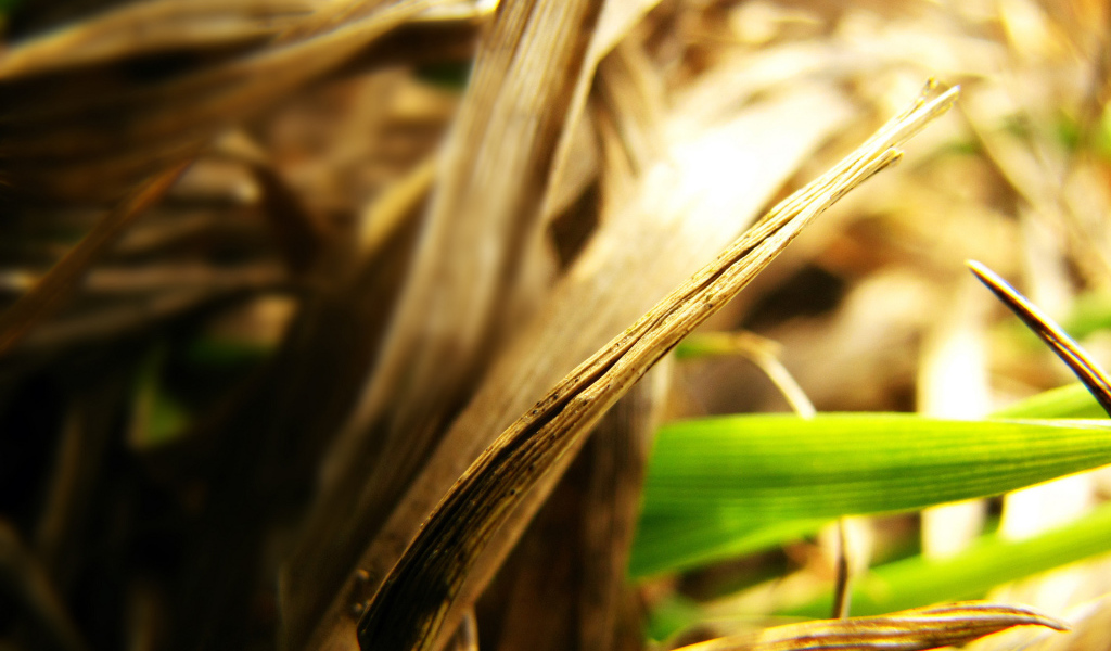 Сухие листья