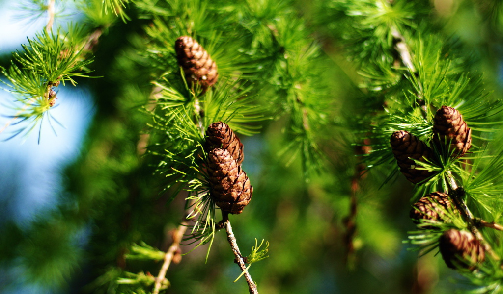 Еловые шишки
