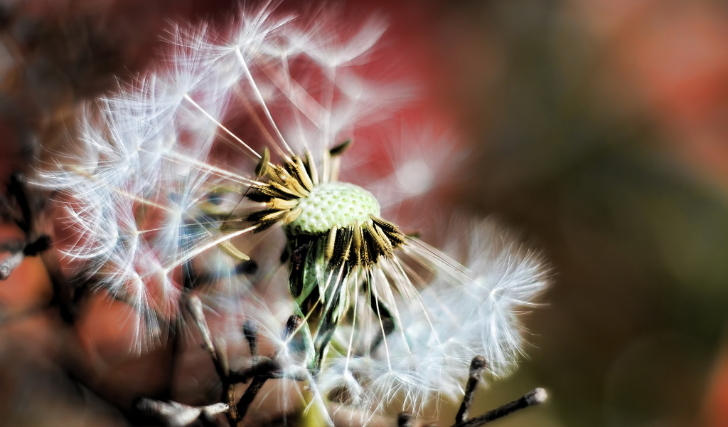 Облетевший одуванчик