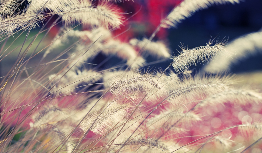 Пушистая трава