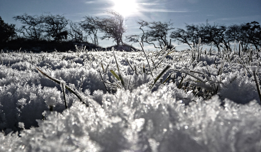 Замерзшая трава
