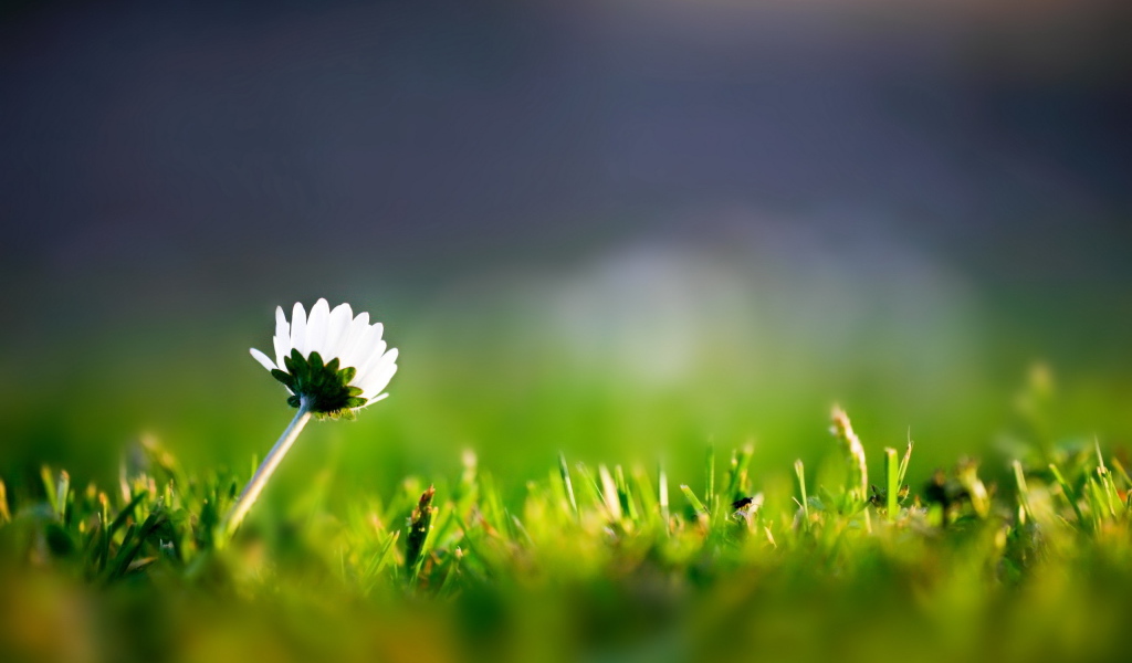 Трава и одинокий цветок