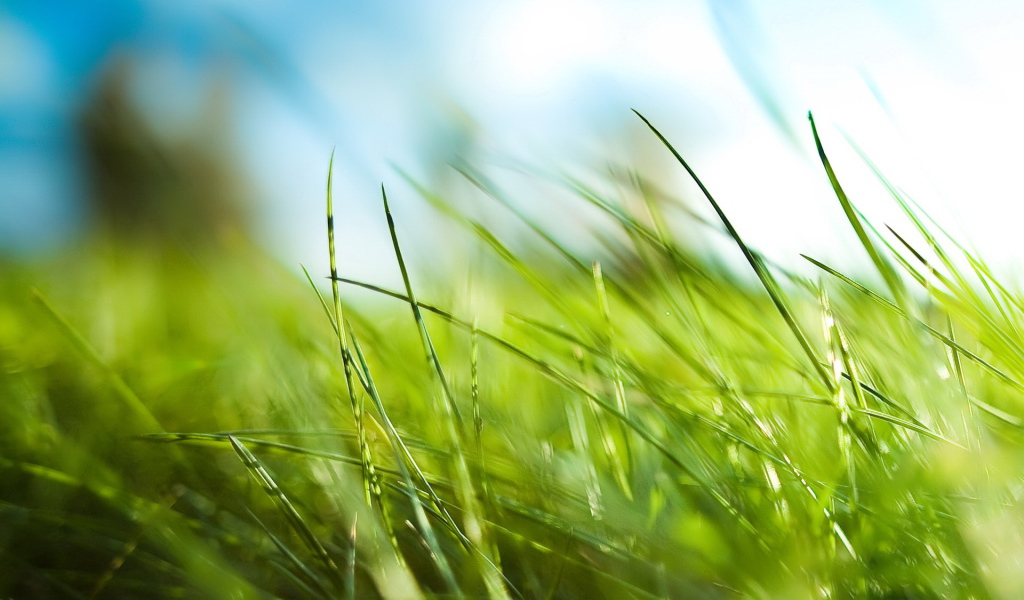 Зеленая трава