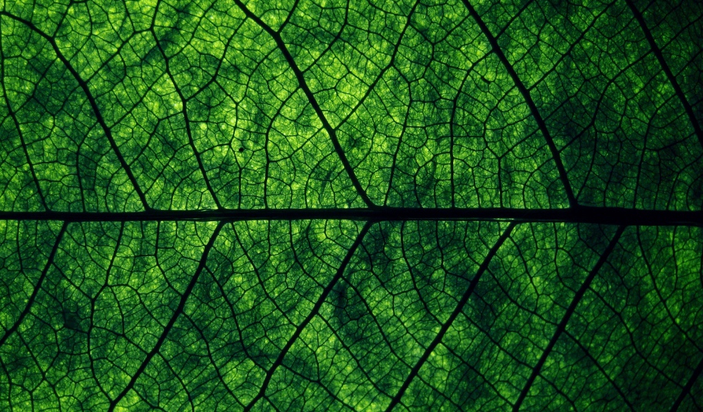 Зеленый лист Макро фото