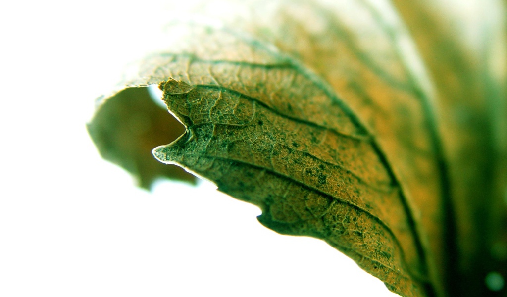 Листик крупным планом