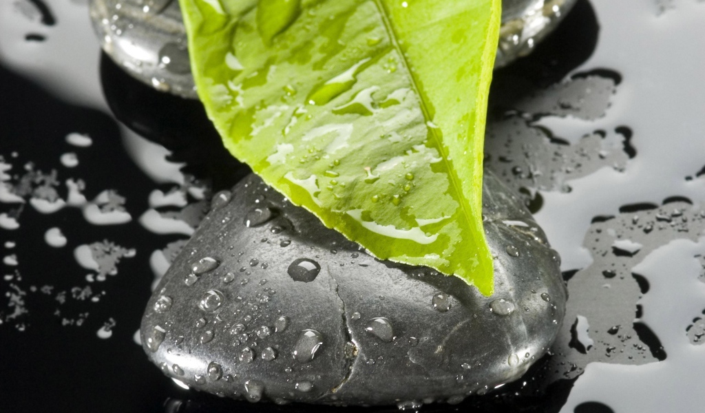 Листок на камне