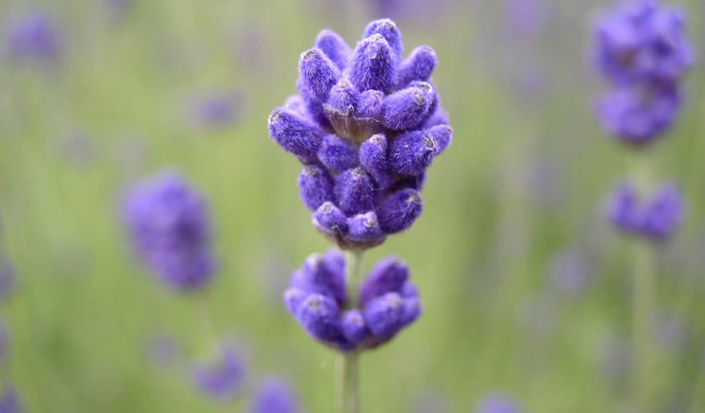 Сиреневый цветочек