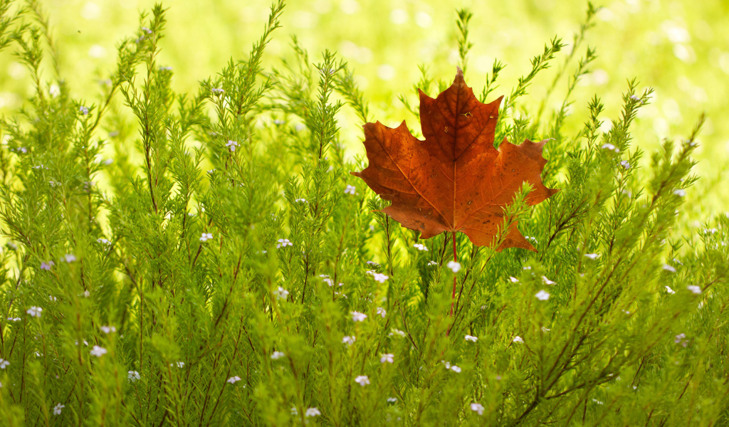 Кленовый лист