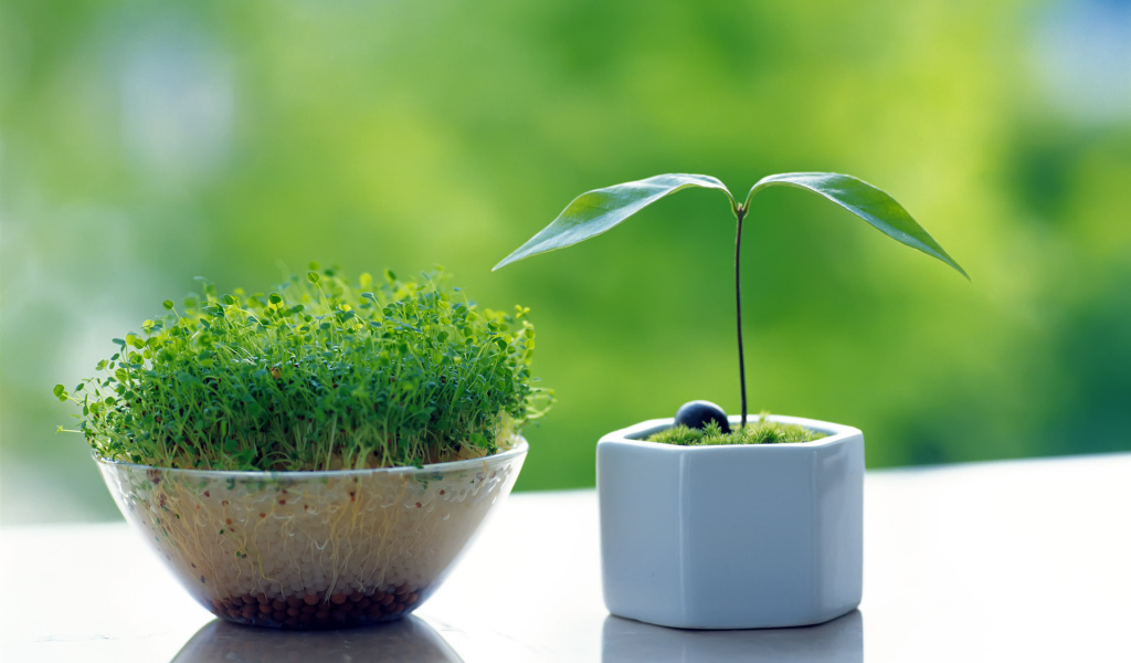 Горшочки с зеленью