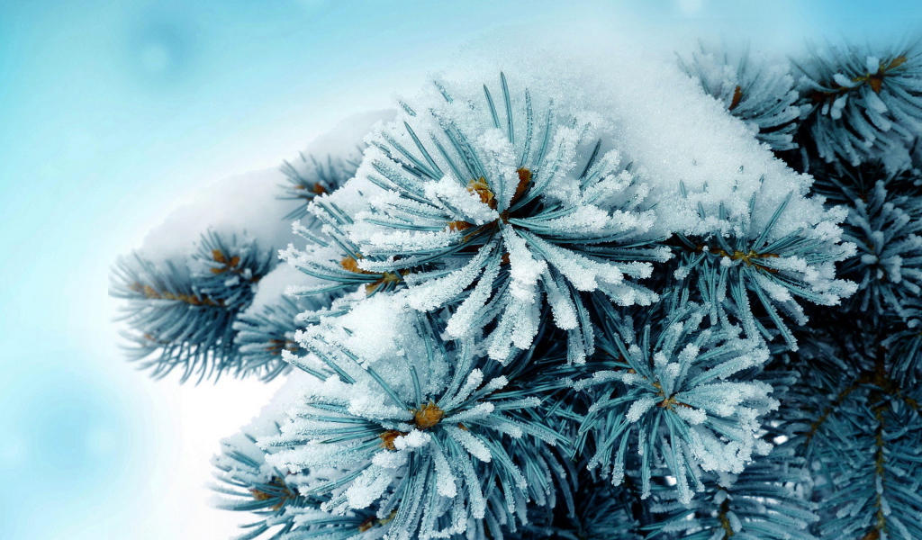 Колючая ветка