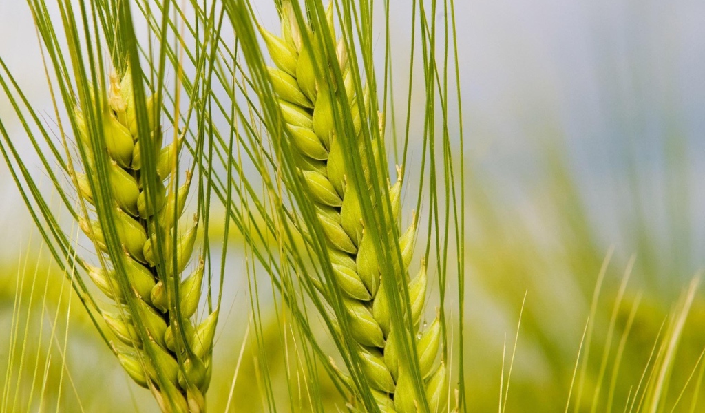 Колосья макро