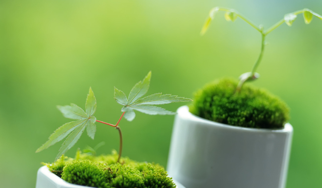 Ростки в горшочках