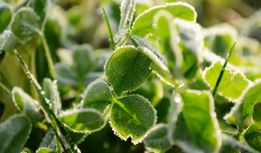 Трава под инеем