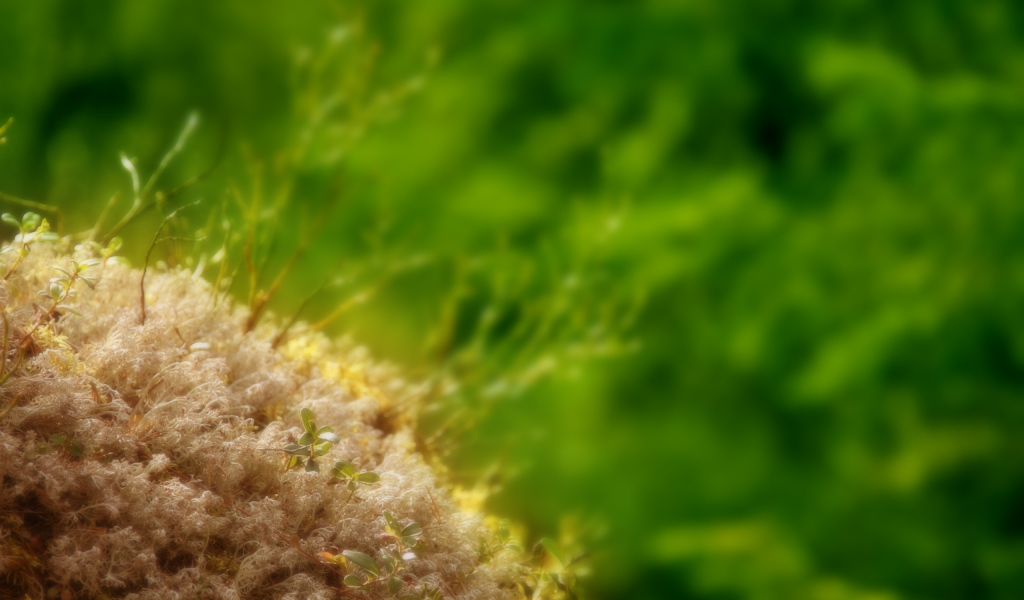 Маленькие ростки