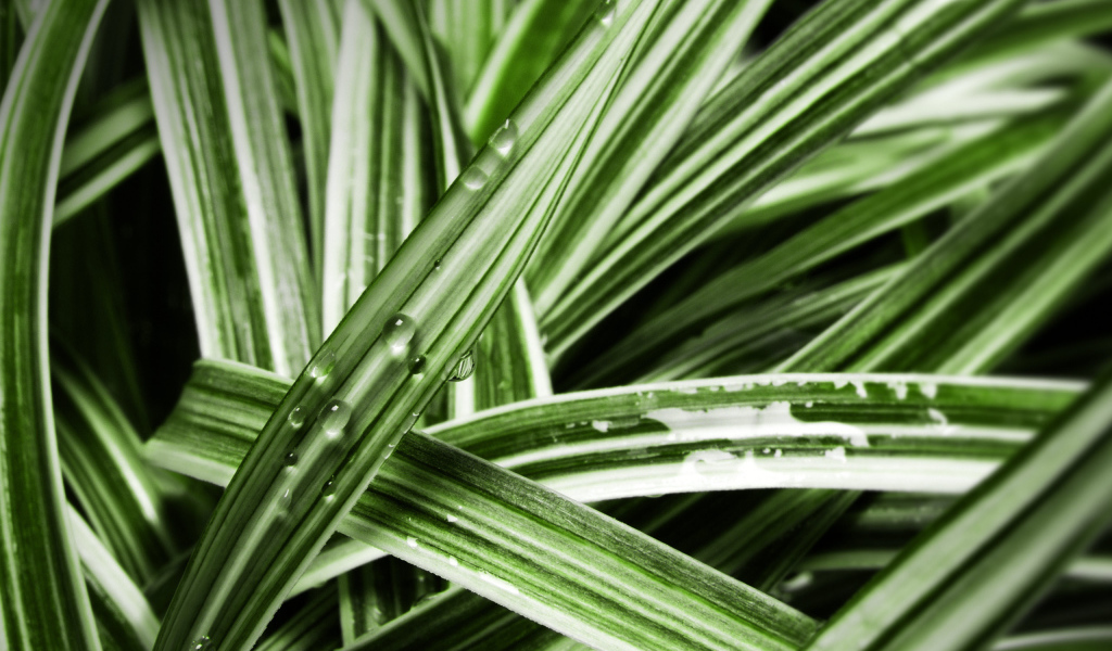 Мокрые листья