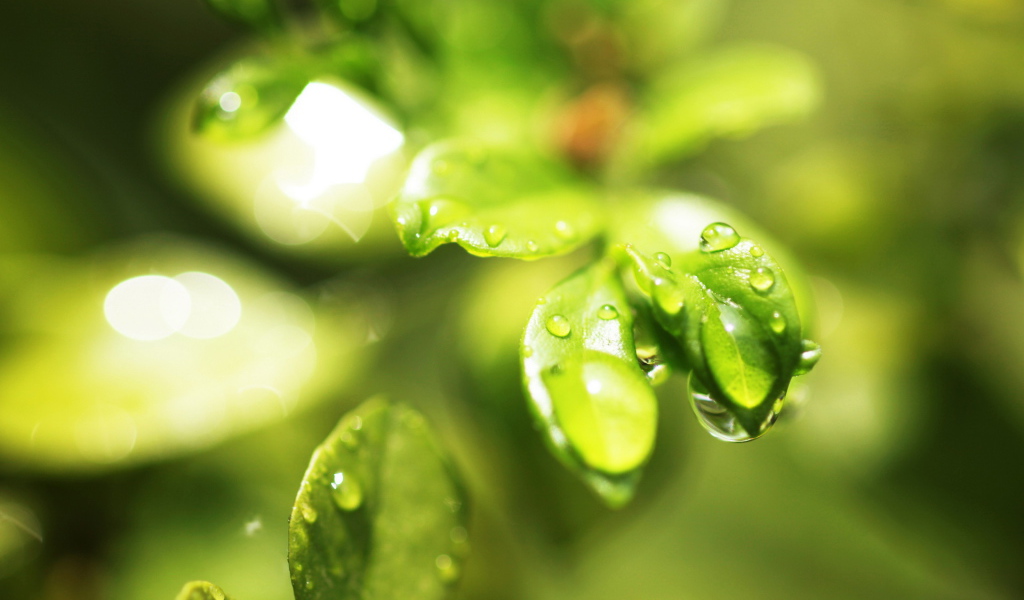 Мокрые листочки