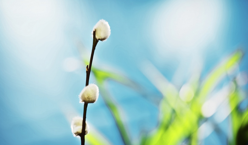 Ветка вербы