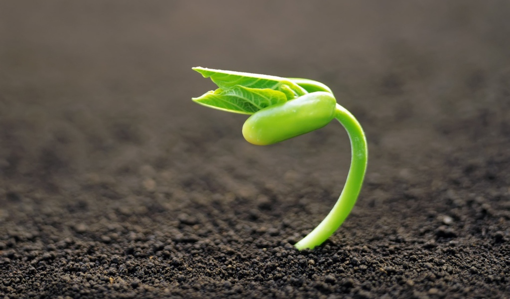 Молодой росток