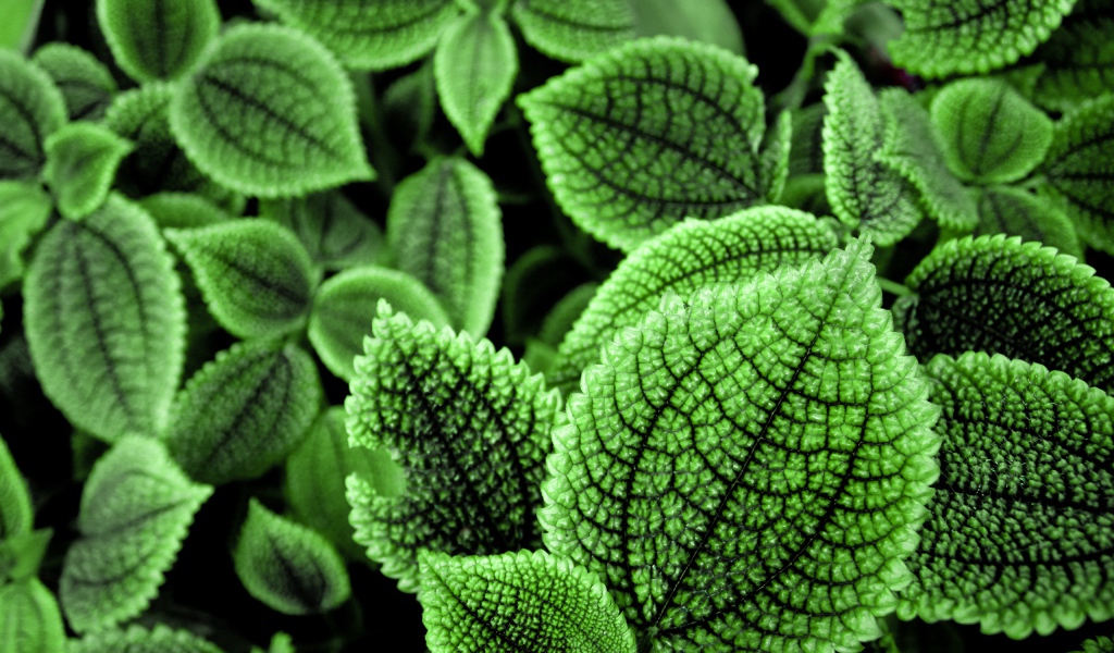 Зеленые листья растения