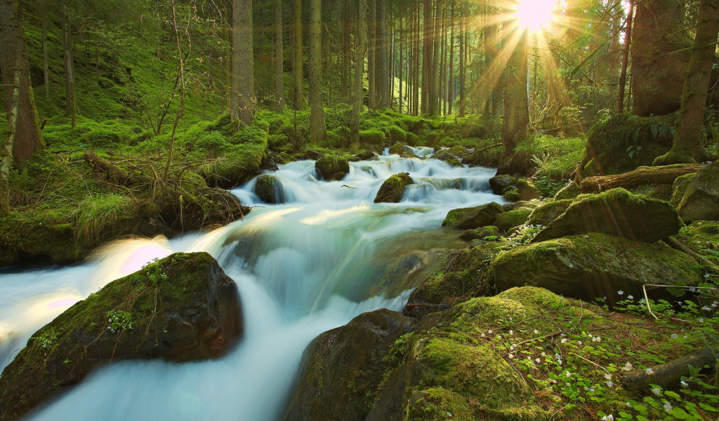 Ручей в чаще