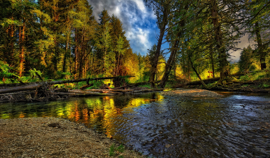 Лесная речка