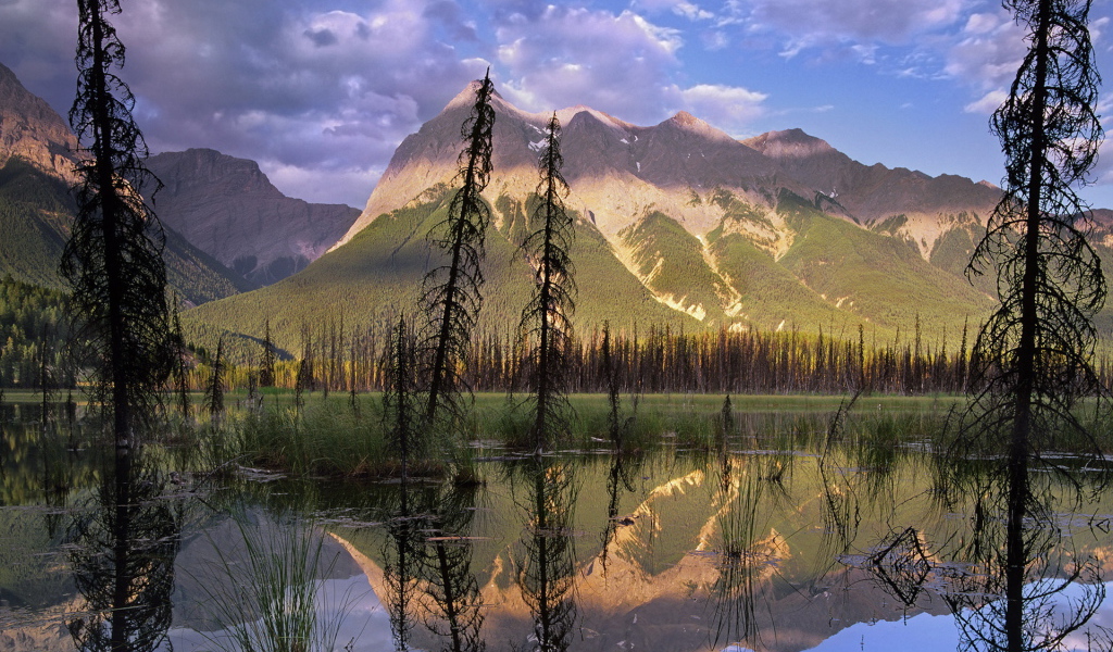 Болото в лесу