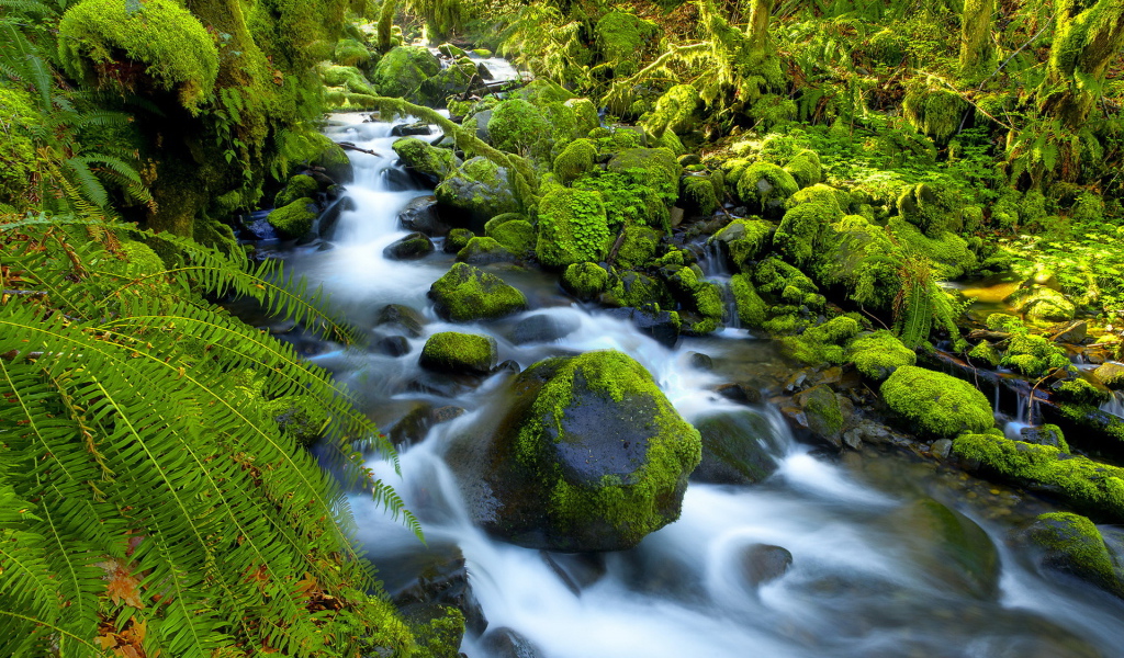 Река в джунглях