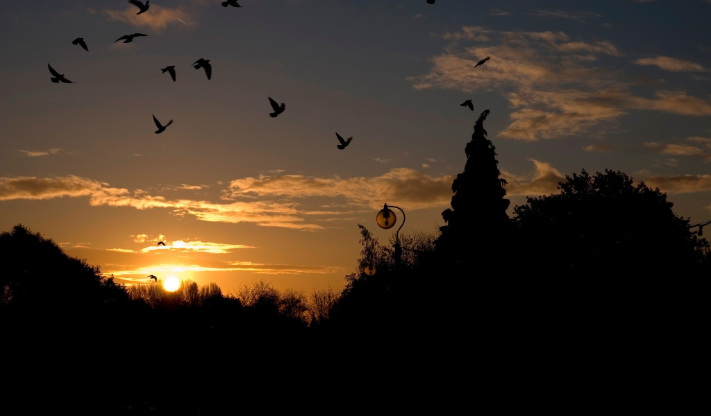 Голуби на закате