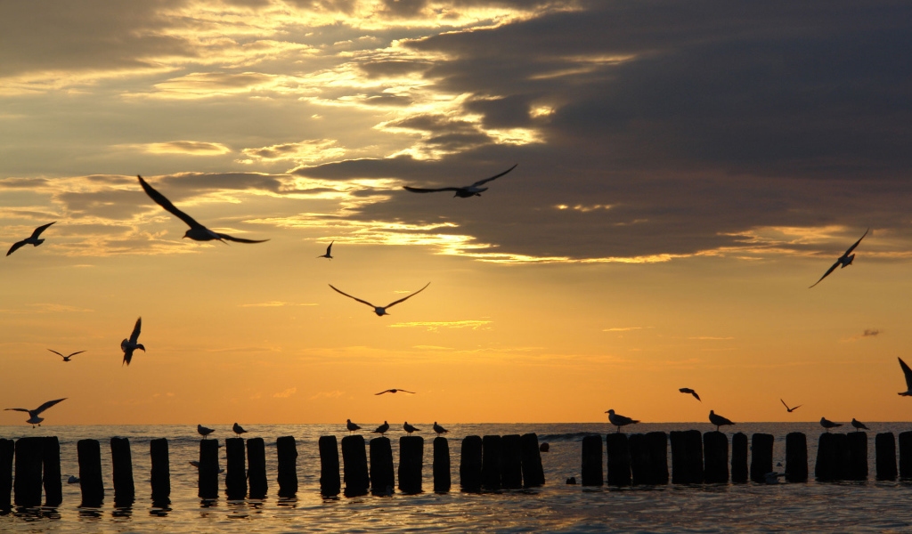 Чайки на закате